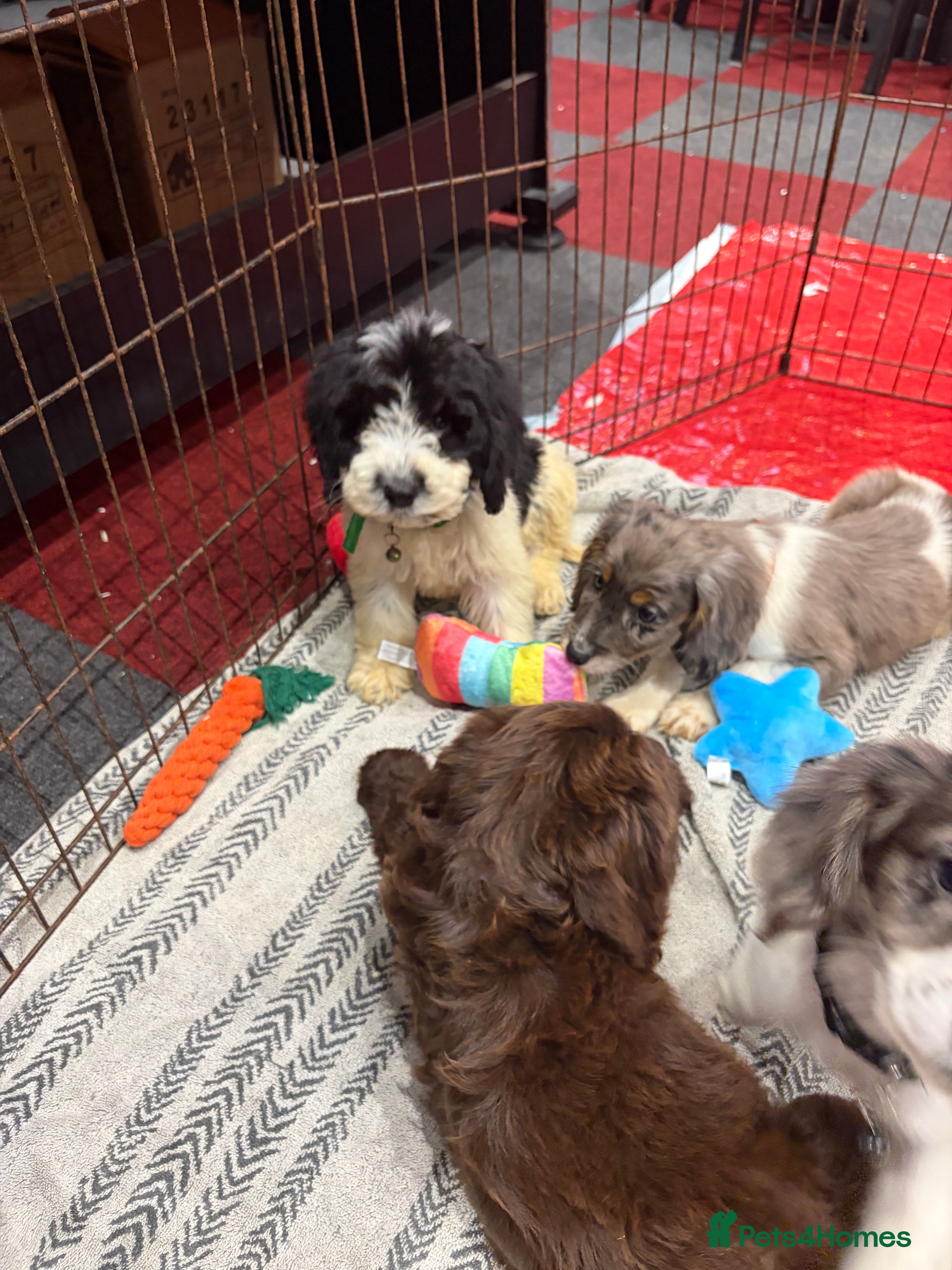 Cockapoo dogs Stunning unique cockapoo puppies ready now - Advert 12