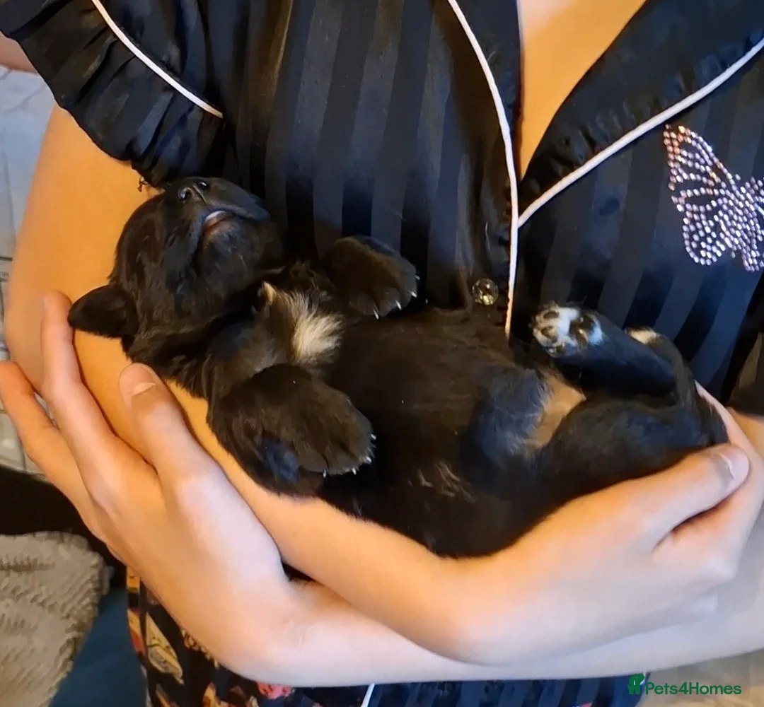 Sheprador dogs for sale: K.C registered German Shepherd × Labrodore pups  - Advert 1