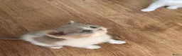 Mixed Breed cats for sale: Adorable Shorthair Kittens – 4 Boys & 1 Girl - Advert 21