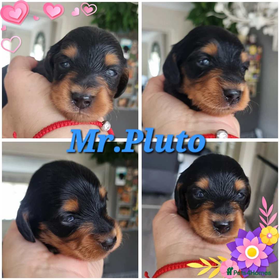 Miniature Dachshund dogs for sale: 🌟 Miniature LH Dachshund Puppies 🌟  - Advert 2