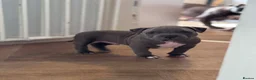 American Bully dogs for sale: American bully puppies  - Advert 22