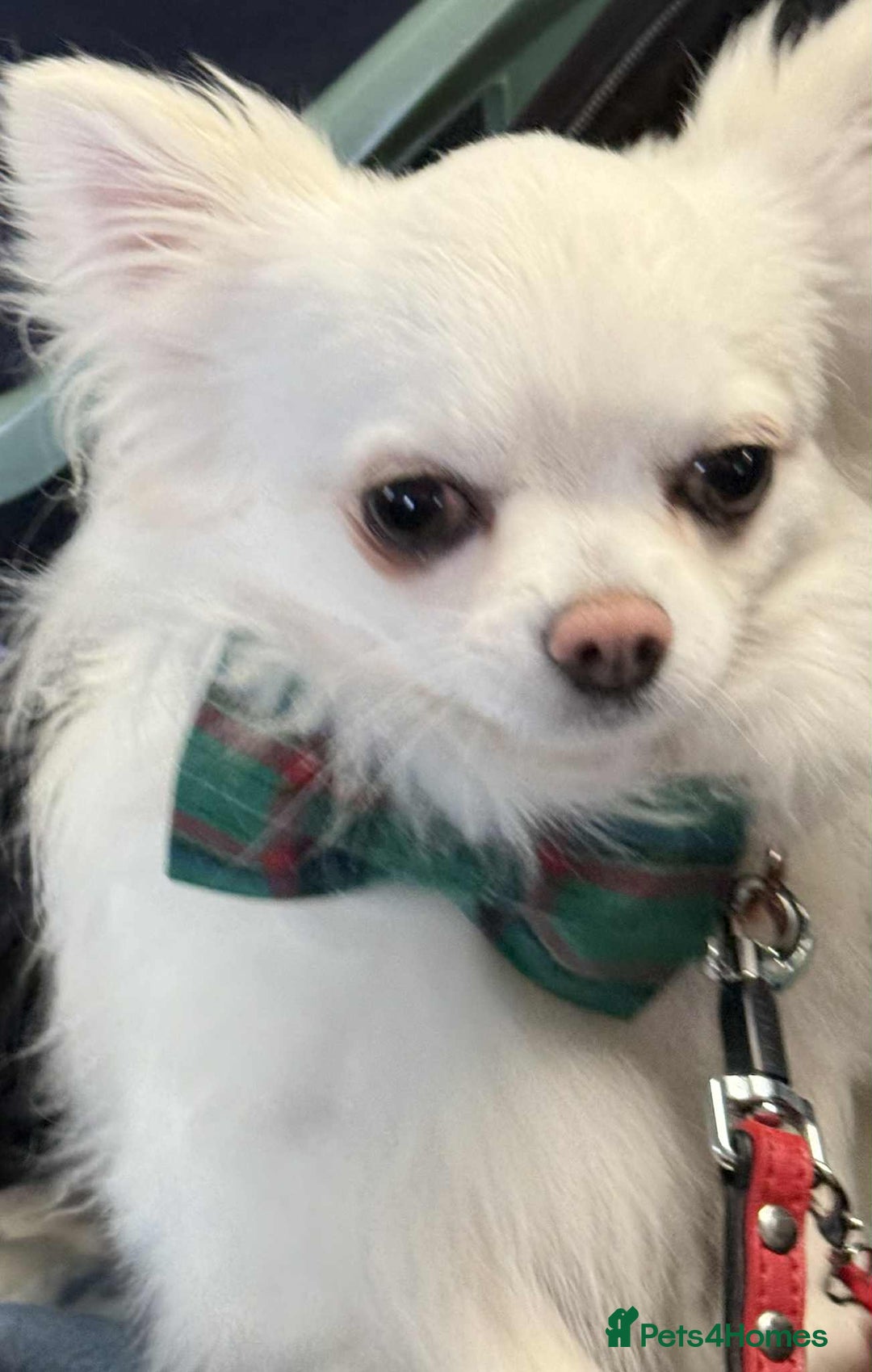 Chihuahua dogs for sale: One left! KC Reg Chihuahua Puppies-  Ready Now - Image 11