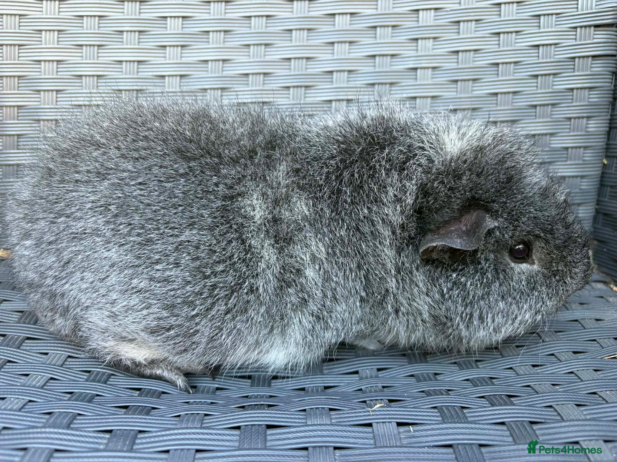 Guinea Pig rodents Single boars  - Advert 16