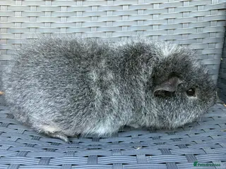 Guinea Pig rodents Single boars - Advert 16