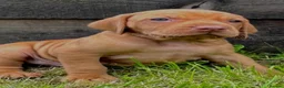 Hungarian Vizsla dogs for sale: ⭐️1 boy Available KC Hungarian Vizsla - Advert 32