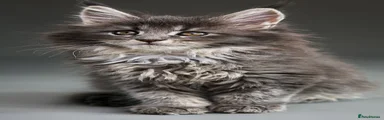 Maine Coon 3