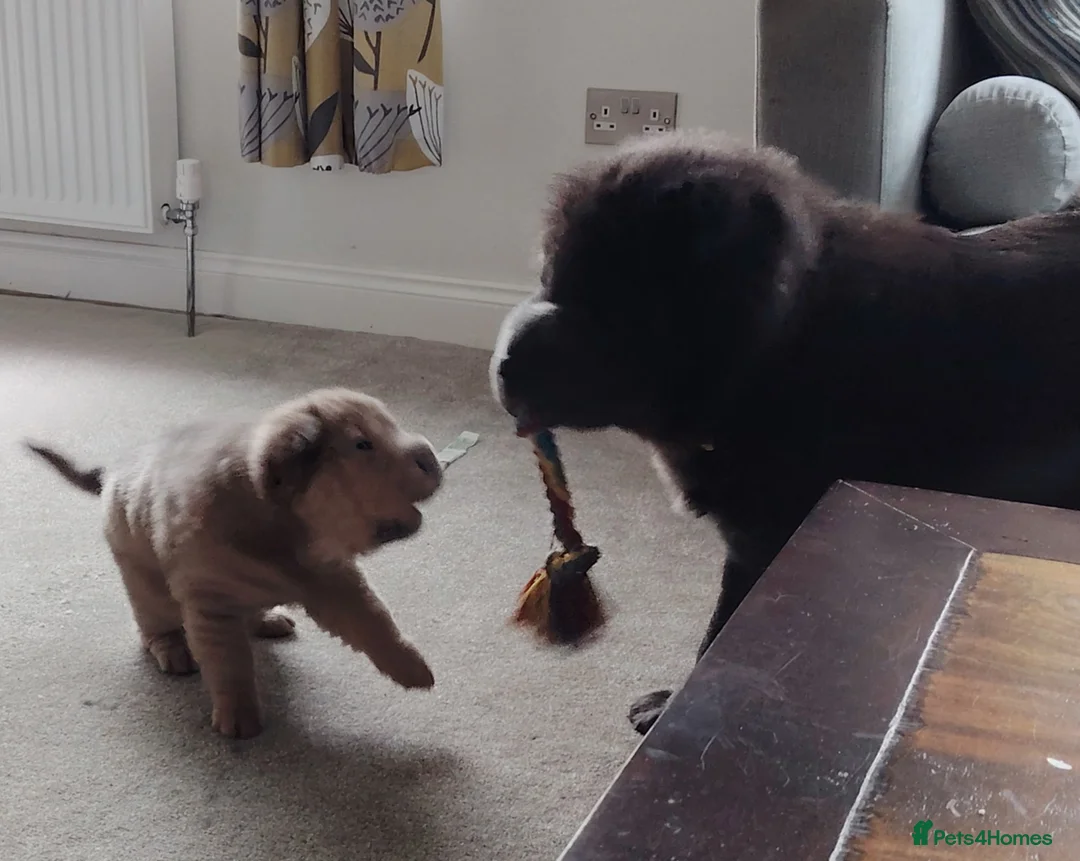 Shar Pei dogs for sale: 9 week old Sable/blue bear coat Sharpei pup in Keighley - Advert 7