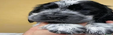 Cocker Spaniel 3