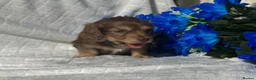 Miniature Dachshund dogs for sale: STUNNING KC LONG HAIRED MINIATURE DACHSHUND PUPS💕 - Advert 25