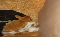 Continental Giant rabbits for sale: Continental giant - Image 2