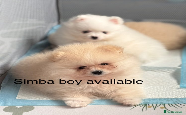 Pomeranian dogs - Advert 4