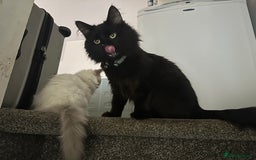 Mixed Breed cats for sale: black fluffy cat - Image 4