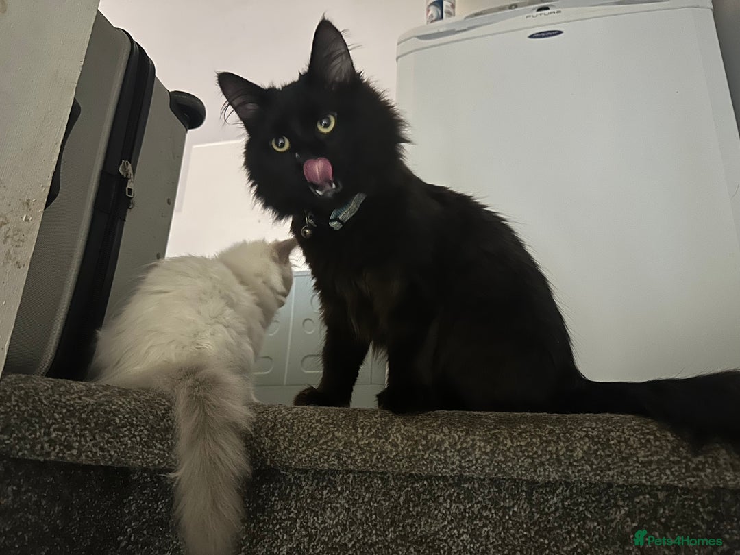 Mixed Breed cats for sale: black fluffy cat - Image 4