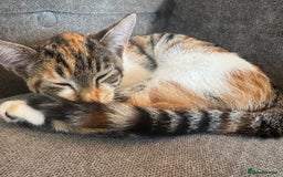 Domestic Shorthair cats for sale: 2 female cats  - Image 5