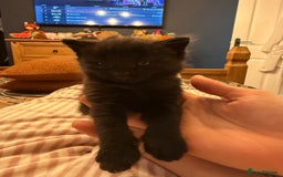 Mixed Breed cats for sale: Little Black Beauties - Image 12