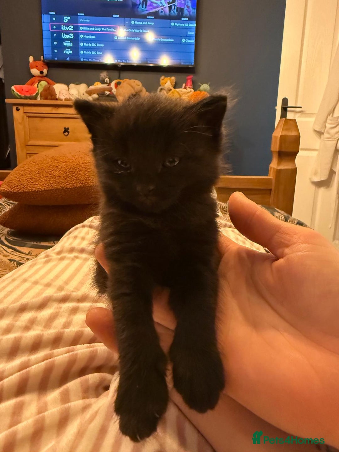 Mixed Breed cats for sale: Little Black Beauties - Image 12