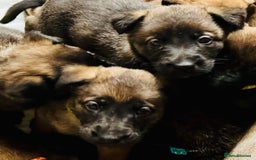 Belgian Shepherd Dog dogs for sale: Skye x Nines very last litter ever! 3B &7G  - Image 23