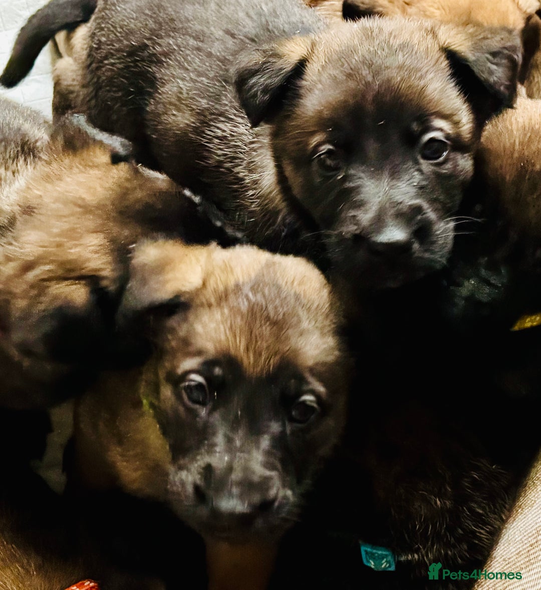 Belgian Shepherd Dog dogs for sale: Skye x Nines very last litter ever! 3B &7G  - Image 23