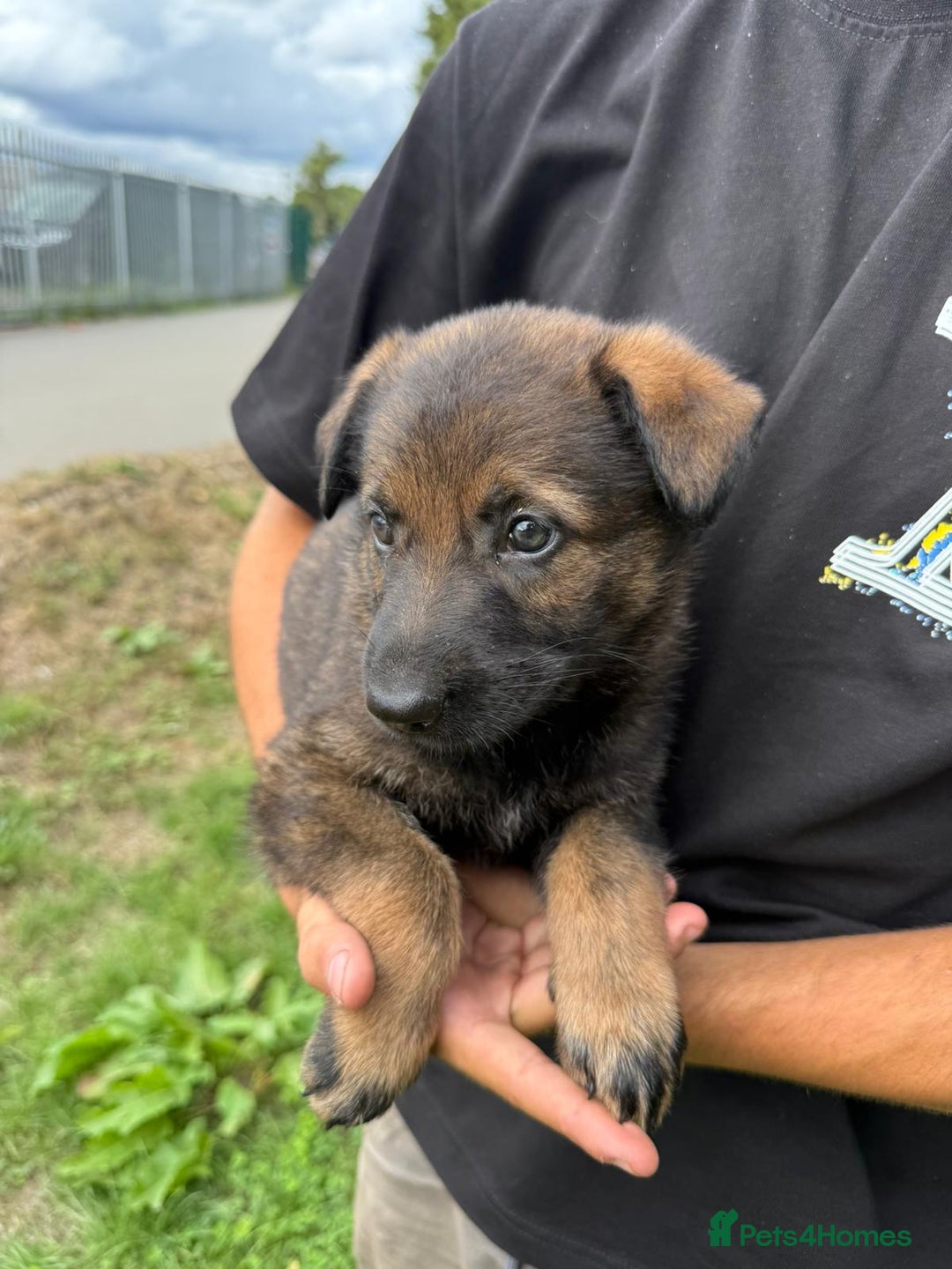 German Shepherd dogs for sale: Germany 🇩🇪 shepherd puppies dogs 🐕 big boned - Image 19