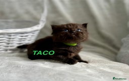 Persian cats for sale: Absolutely Stunning litter of Persian/Ragdolls - Image 15