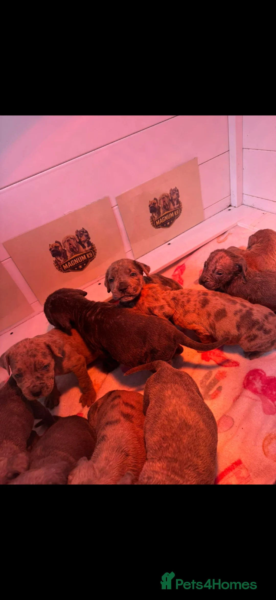 Neapolitan Mastiff dogs for sale: Neapolitan Mastiff x Cane Corso Puppies for Sale  - Advert 5