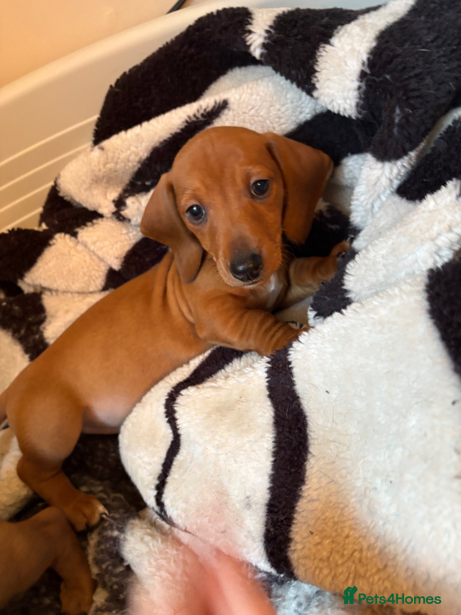 Dachshund dogs Ready now Last one Adorable Dachshund puppy  - Advert 4
