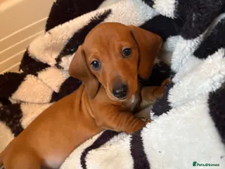 Dachshund dogs Ready now Last one Adorable Dachshund puppy - Advert 12