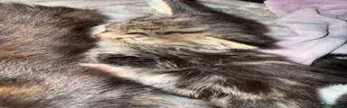 Mixed Breed 5