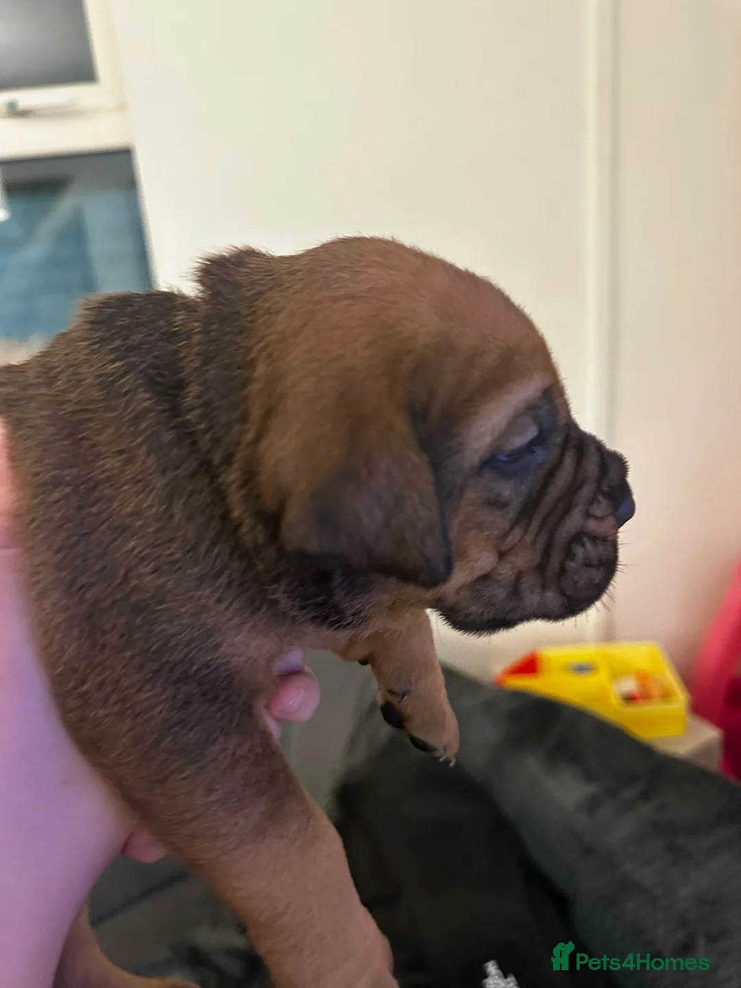Cane Corso dogs for sale: Ready to go Thursday 2boys 1girl cane Corso pups - Advert 38