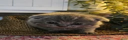 British Shorthair cats for sale: BRITISH SHORTHAIR X SCOTTISH FOLD - Advert 9