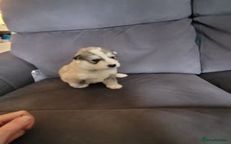 Siberian Husky dogs for sale: Friendly Siberian Huskies. Only 6 Left. - Image 7