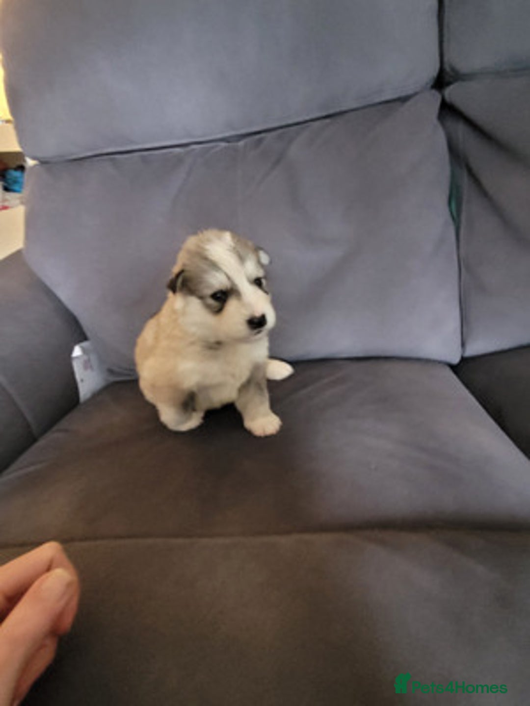 Siberian Husky dogs for sale: Friendly Siberian Huskies. Only 6 Left. - Image 7