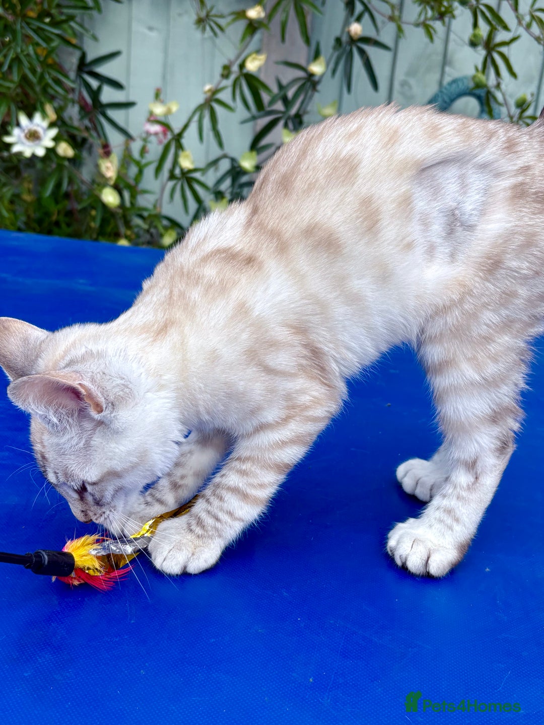 Keetso cats for sale: Stunning polydactyl snow leopard girl  - Image 17