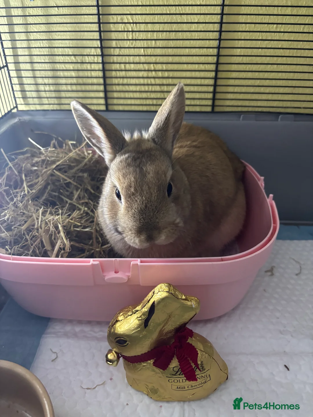 Netherland Dwarf rabbits for sale: Bonnie and Bailey Bonded pair  - Advert 4
