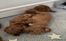 Toy Poodle dogs for sale: 6 Exquisite Red Toy Poodles. Parents DNA Clear - Image 19
