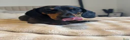 Miniature Dachshund dogs for sale: 🐾 Our Little Dusty — Loving Home Wanted 🐾 in Glasgow - Advert 5