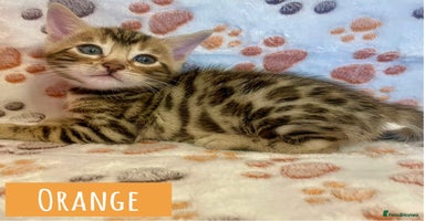 Bengal cats - Advert 4