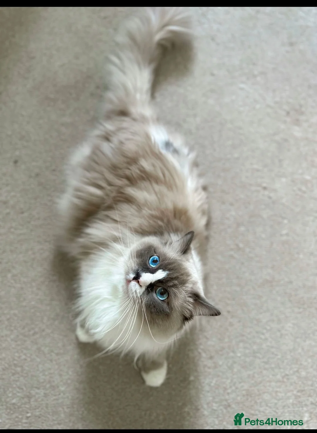 Ragdoll cats for sale: 4 Purebred Ragdoll Kittens for sale - Advert 2