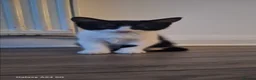 Mixed Breed cats for sale: Adorable Tuxedo Kittens available to Forever homes - Advert 7