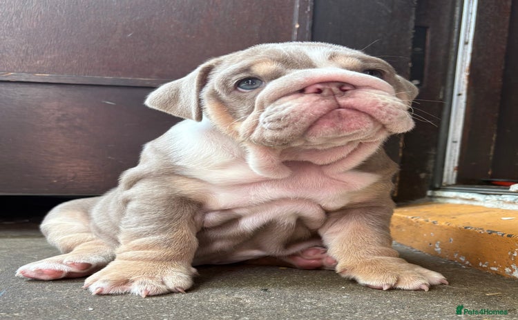 English Bulldog dogs - Advert 1