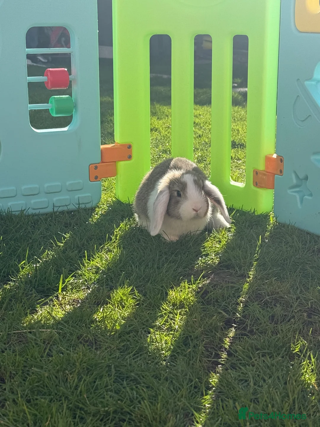 Mini Lop rabbits for sale: Mini lops looking for there forever home  in Swanley - Advert 2