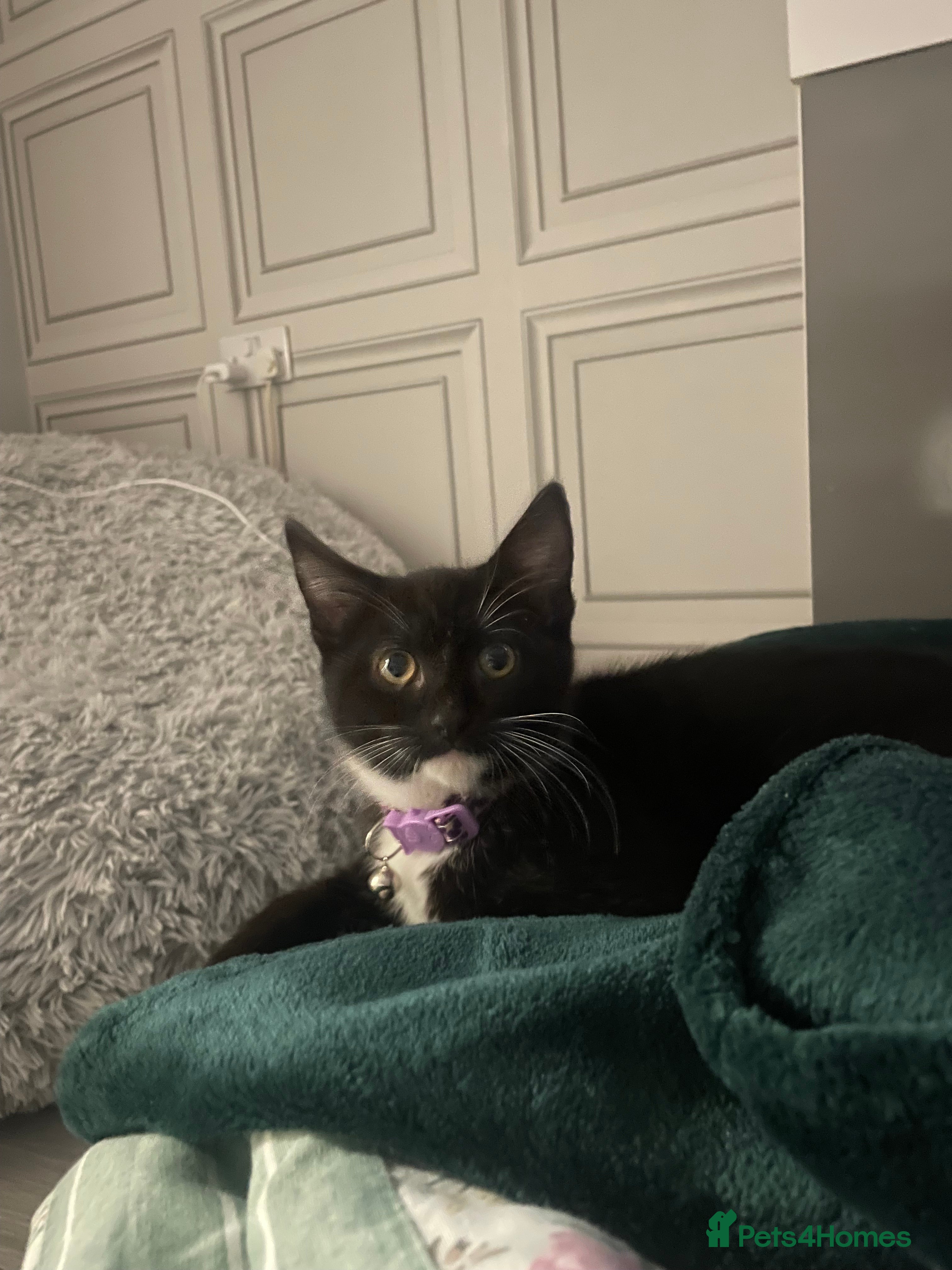 Mixed Breed cats Female kitten needing forever home Free - Advert 10