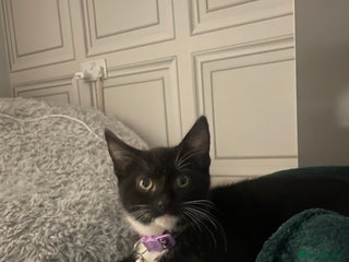 Mixed Breed cats Female kitten needing forever home Free - Advert 1