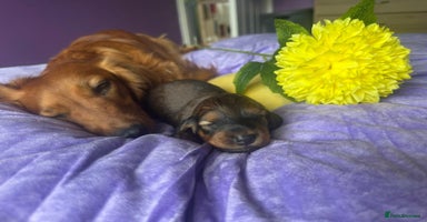 Dachshund dogs - Advert 10
