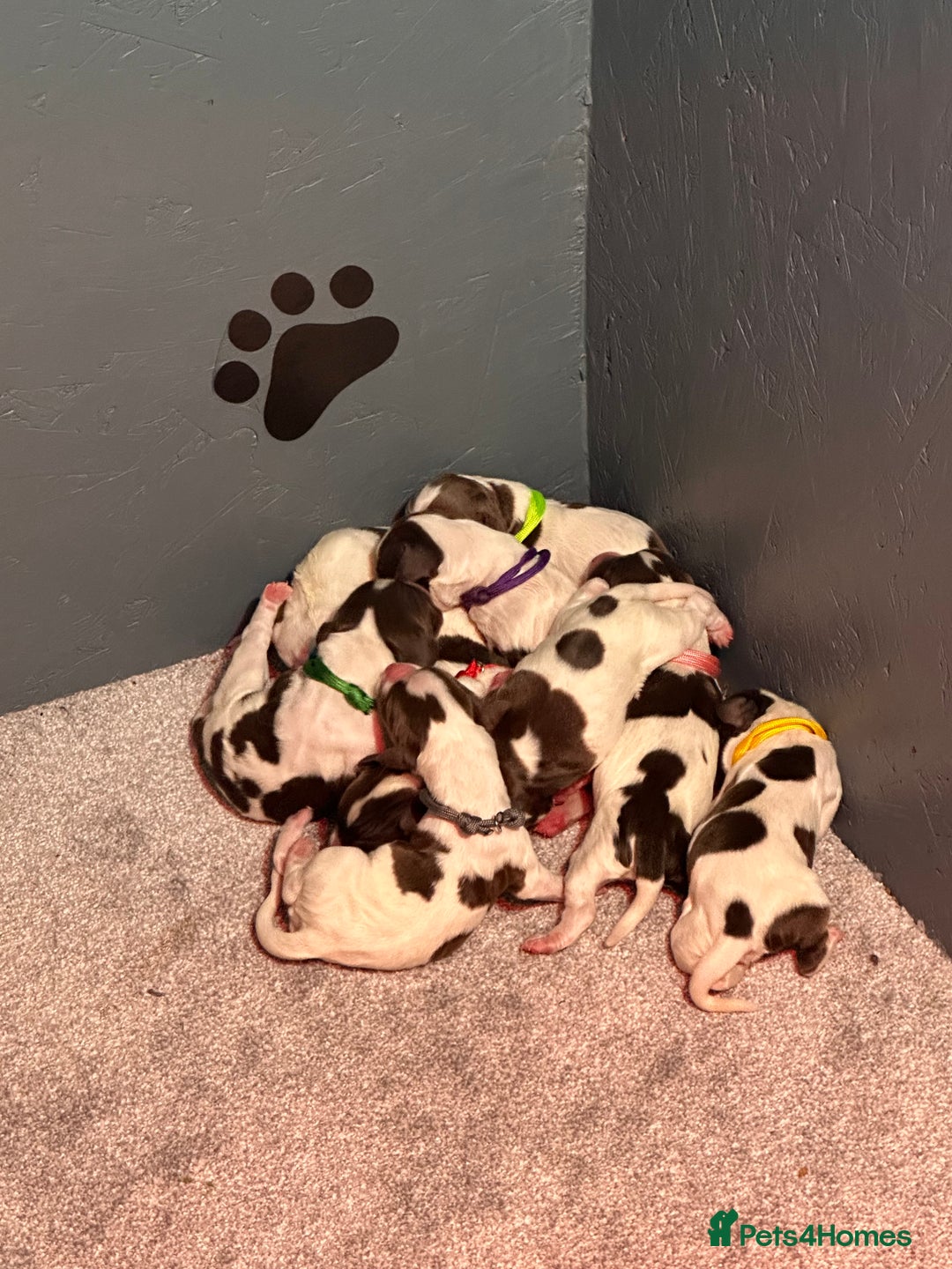 English Springer Spaniel dogs for sale: 9 gorgeous puppies looking for their forever homes - Advert 9