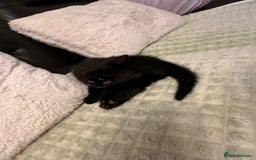 Bengal cats for sale: Mixed Breed Kittens  - Image 10