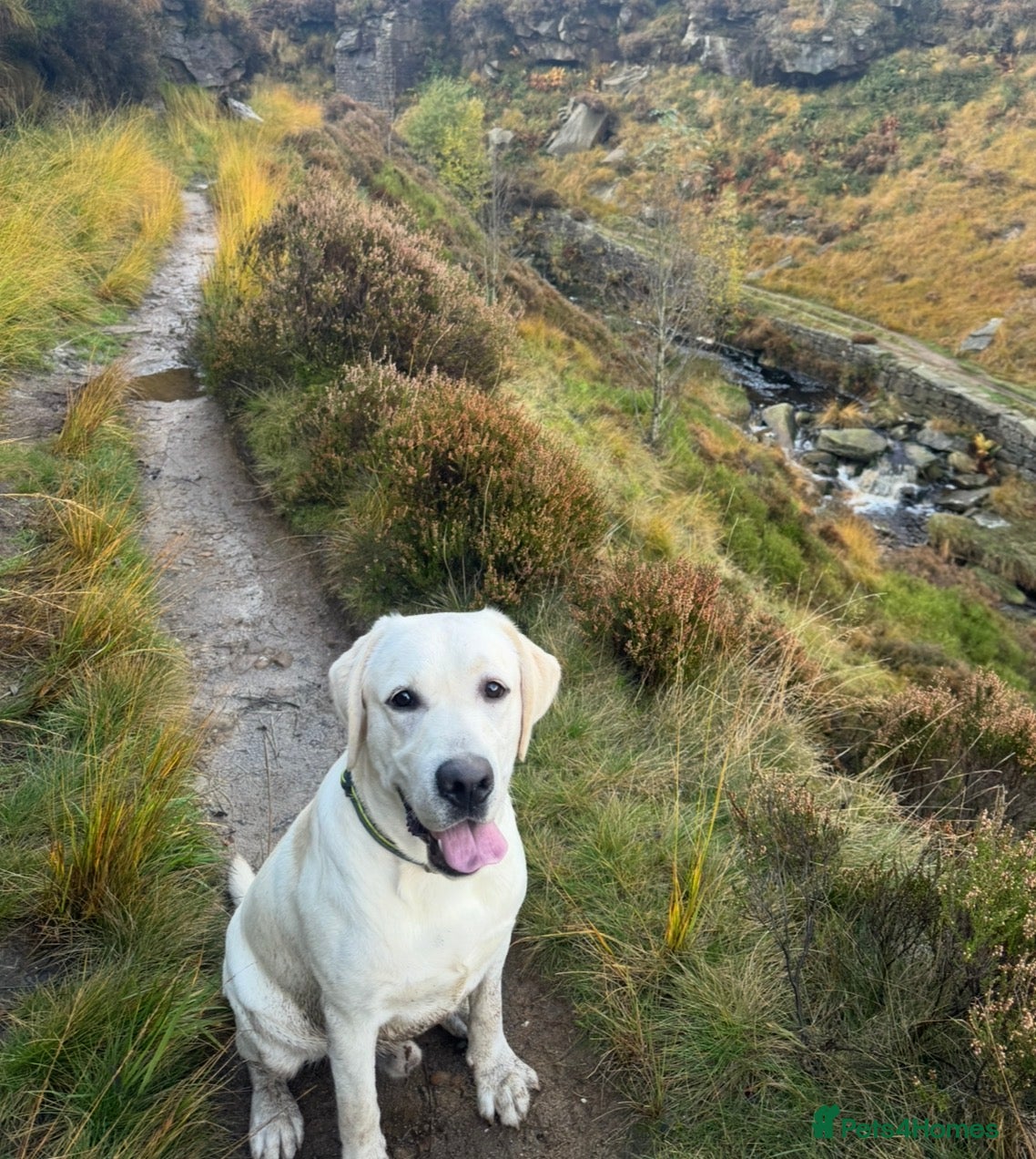 Labrador Retriever dogs Pedigree KC Male Labrador Retriever 15 Months  - Advert 1