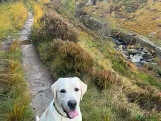 Labrador Retriever dogs Pedigree KC Male Labrador Retriever 15 Months - Advert 1