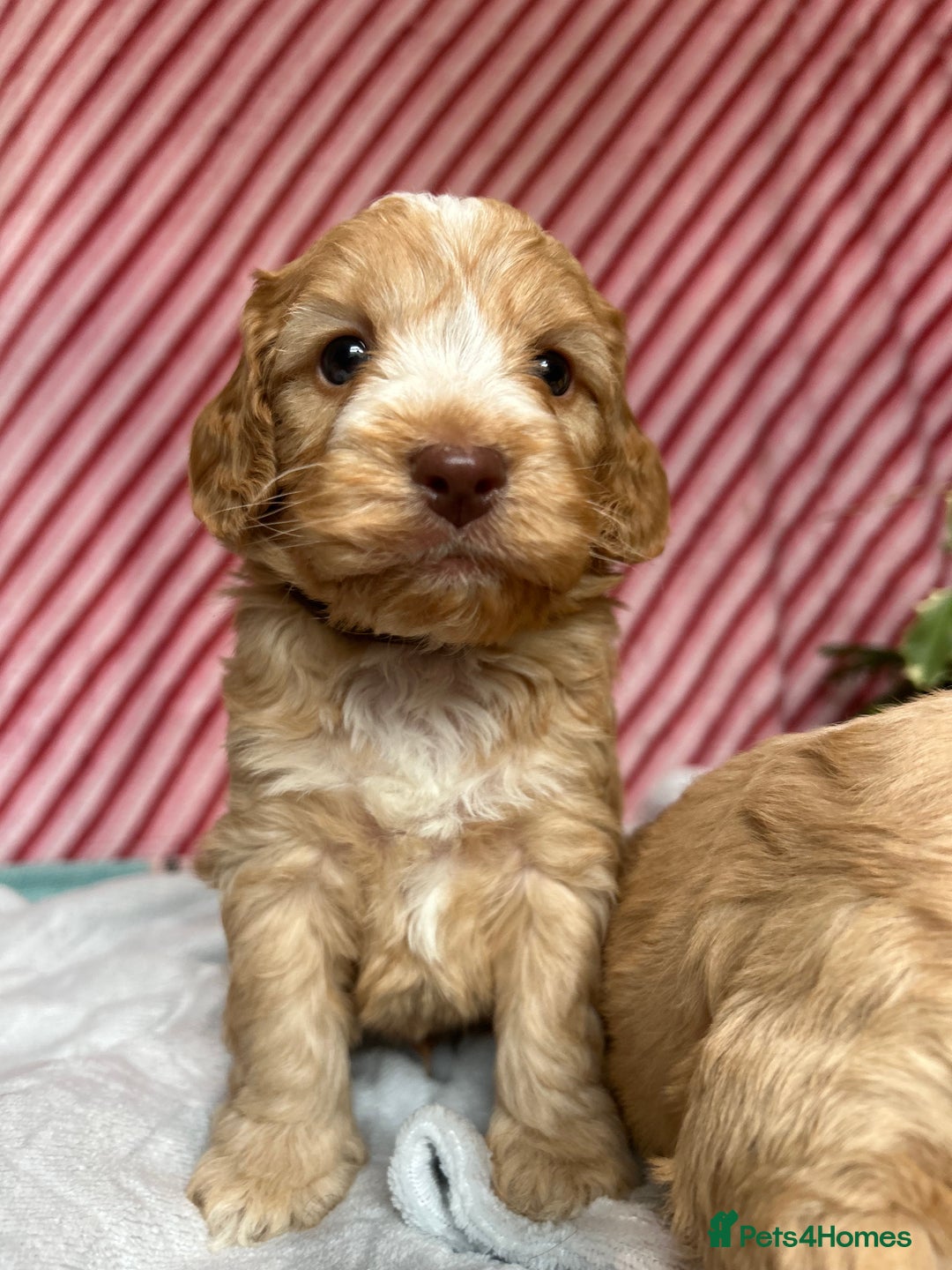 Cockapoo dogs for sale: Cute F1 cockapoo puppies  - Advert 25