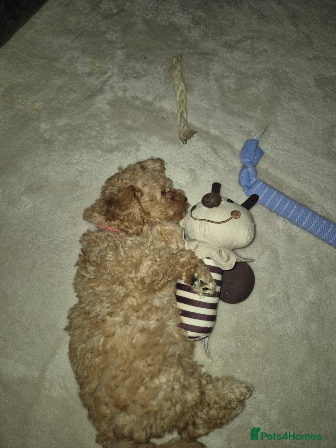 Toy Poodle dogs for sale: Apricot  female  toy poodle  - Advert 4